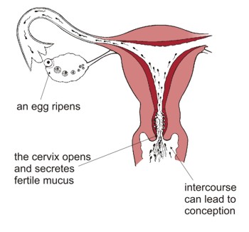 intercourse process with pictures