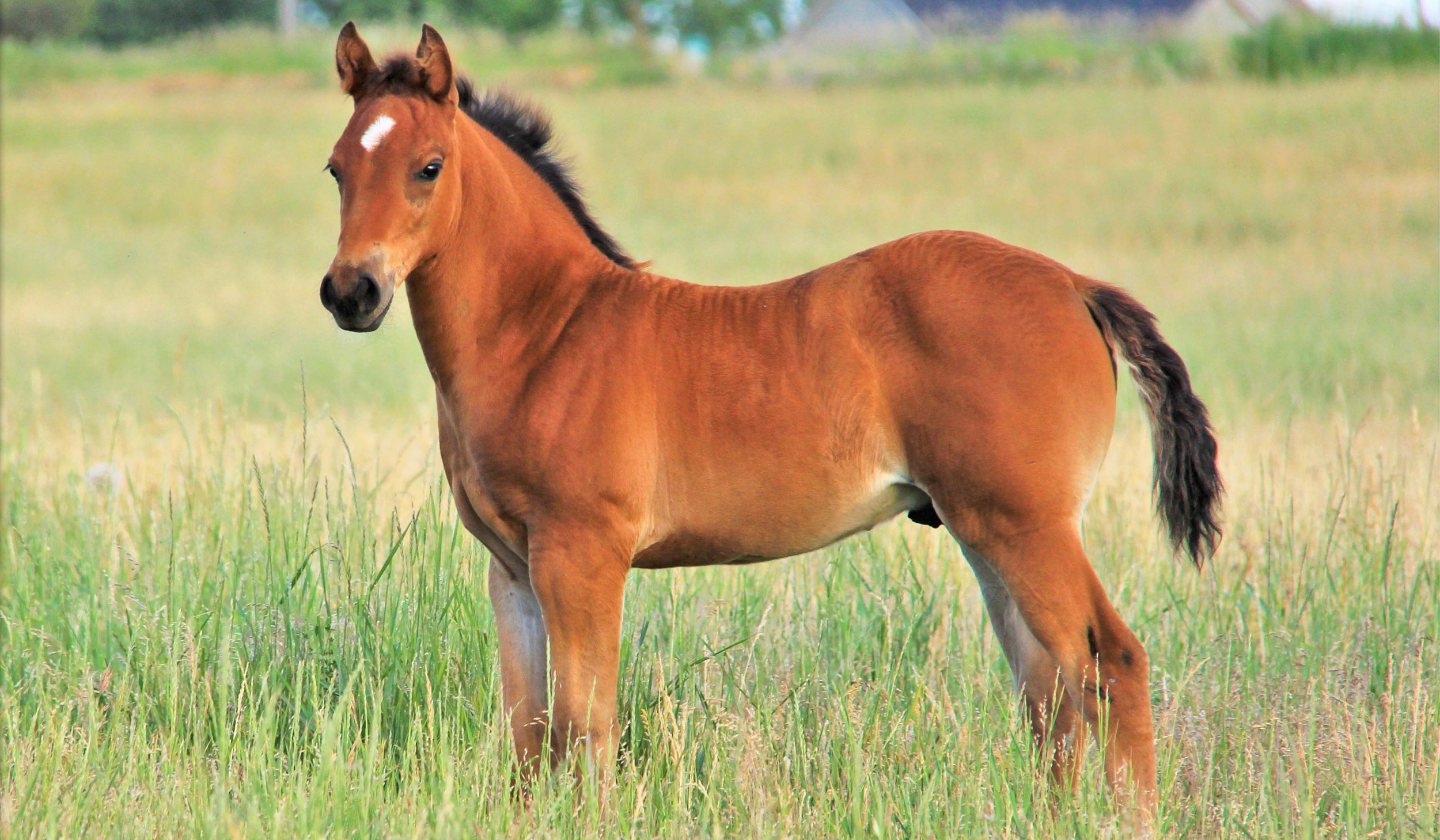 brittany takewell recommends Sexo Caballos Y Yeguas