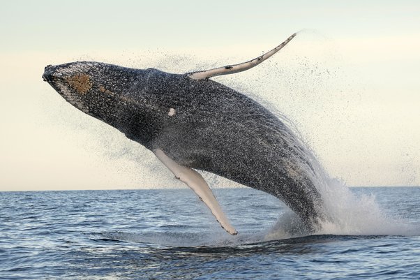 whale tail n videos