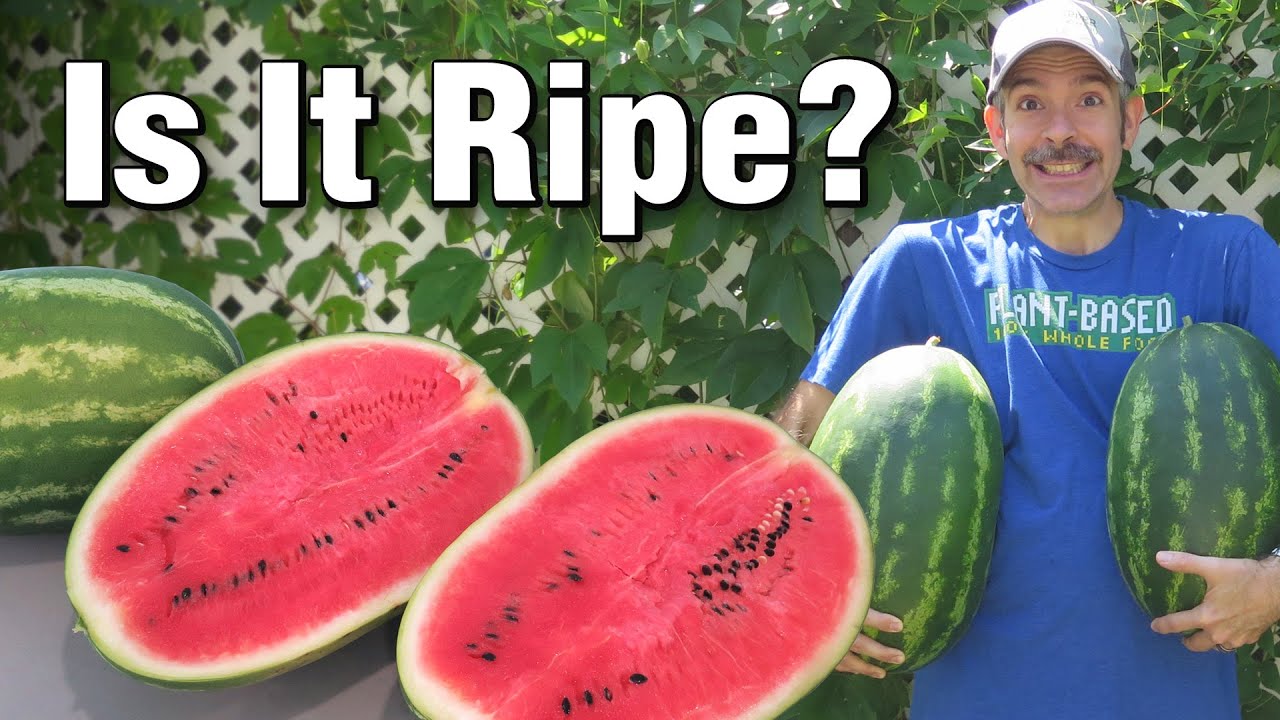 afif adlan recommends young ripe melons 2 pic